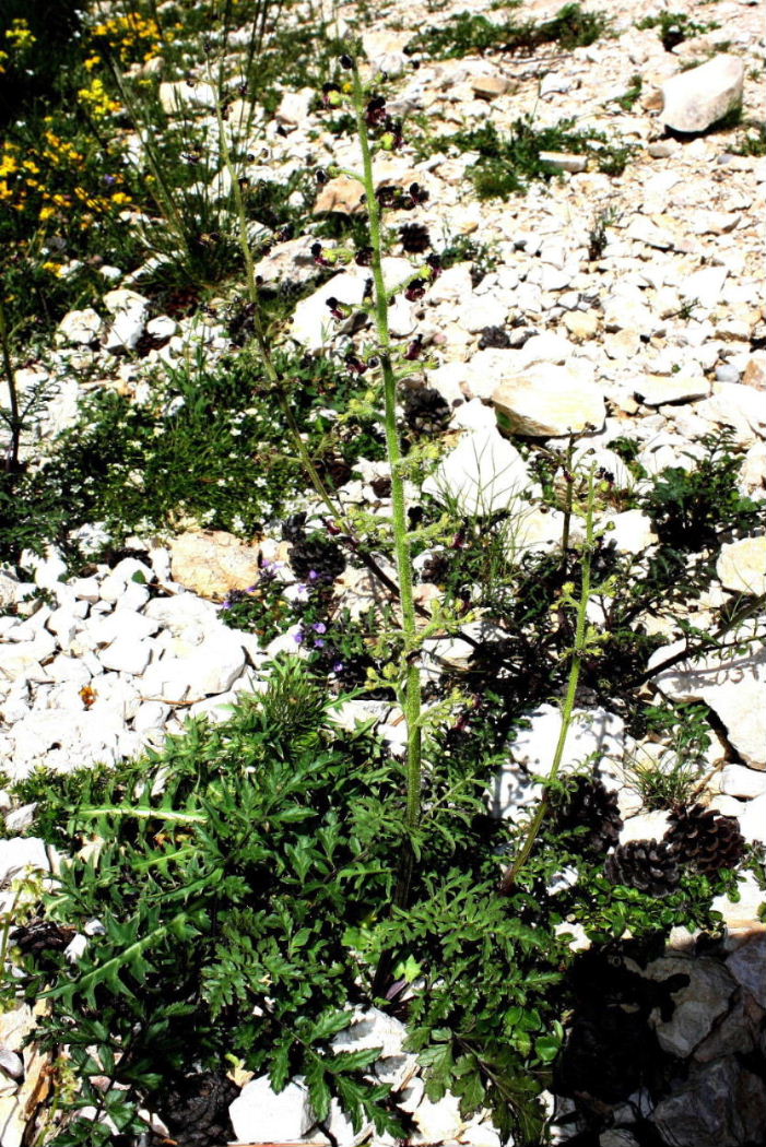 Scrophularia hoppii  / Scrofularia di Hoppe